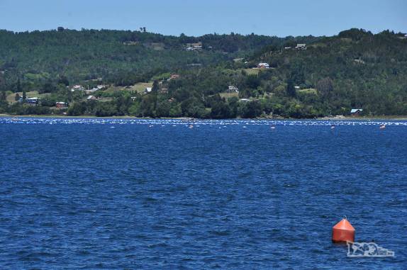 Criação de salmões na região de Quemchi, na costa leste  da ilha de Chiloé, no sul do Chile
